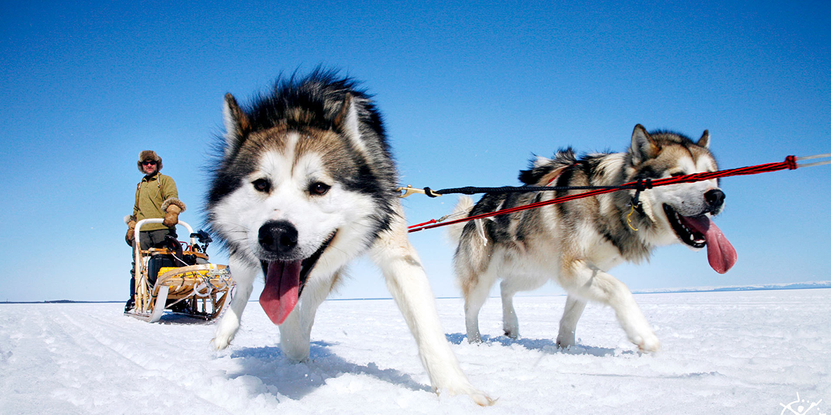 Sled Dogs - Sled Dog, Transparent background PNG HD thumbnail