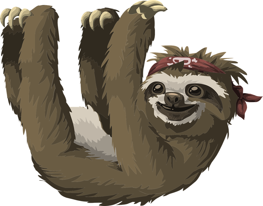 Sloth, Animal, Mammal, Awake, Haning, Zoo, Exotic, Lazy - Sloth, Transparent background PNG HD thumbnail