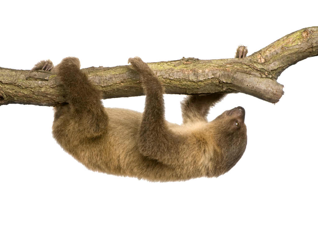 Sloth On Tree Branch - Sloth, Transparent background PNG HD thumbnail