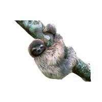 Sloth Png File Png Image - Sloth, Transparent background PNG HD thumbnail