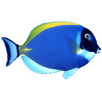 Blue Fish Png Image Png Image - Small Fish, Transparent background PNG HD thumbnail