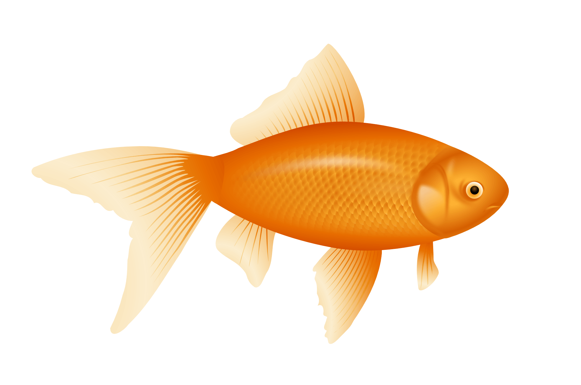 Gold Fish Png Image Png Image - Small Fish, Transparent background PNG HD thumbnail
