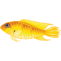 Gold Fish Png Image PNG Image