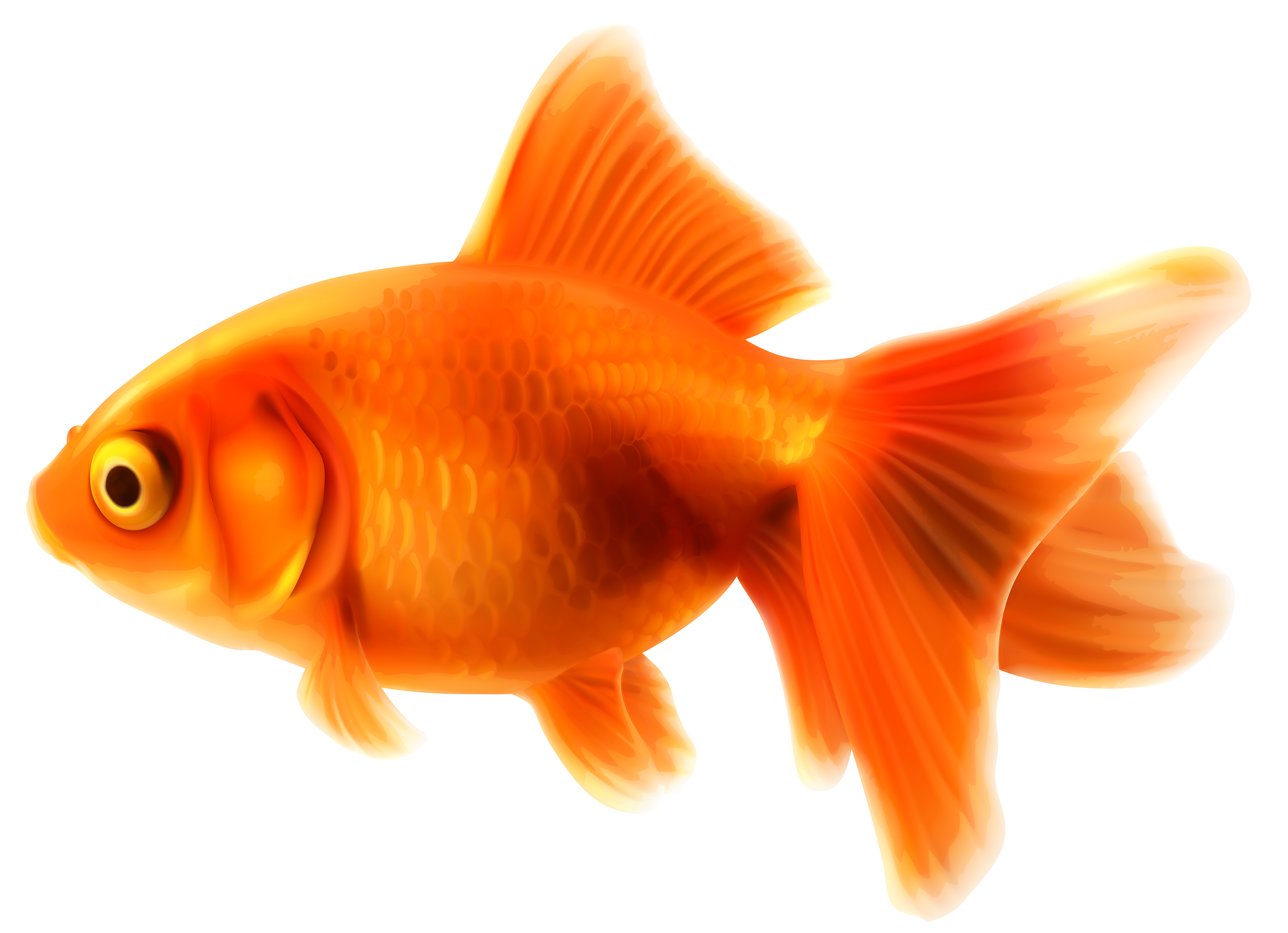 Goldfish Pics Hd Wallpapers - Small Fish, Transparent background PNG HD thumbnail