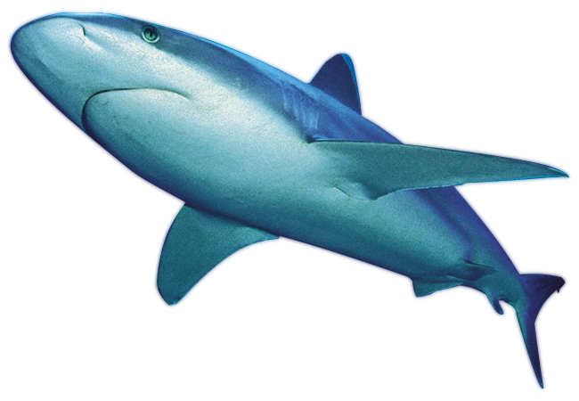 Shark Png File - Small Fish, Transparent background PNG HD thumbnail