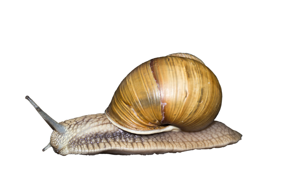Animal, Reptile, Creature, Shell, Snail, Wirbellos - Snail, Transparent background PNG HD thumbnail