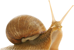 Snail Png - Snail, Transparent background PNG HD thumbnail