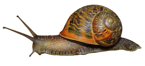Snail Png Image - Snail, Transparent background PNG HD thumbnail