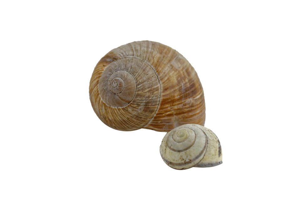 Snail Shell Spiral - Snail, Transparent background PNG HD thumbnail