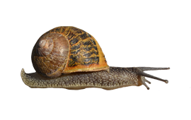 Snails - Snail, Transparent background PNG HD thumbnail