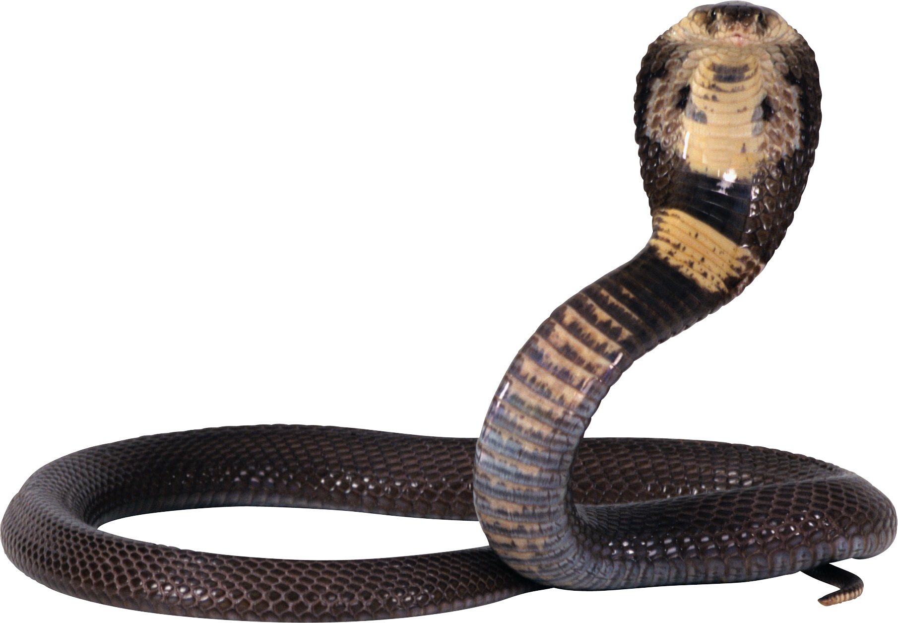 Cobra Snake Png Image, Free Download Picture - Snake, Transparent background PNG HD thumbnail