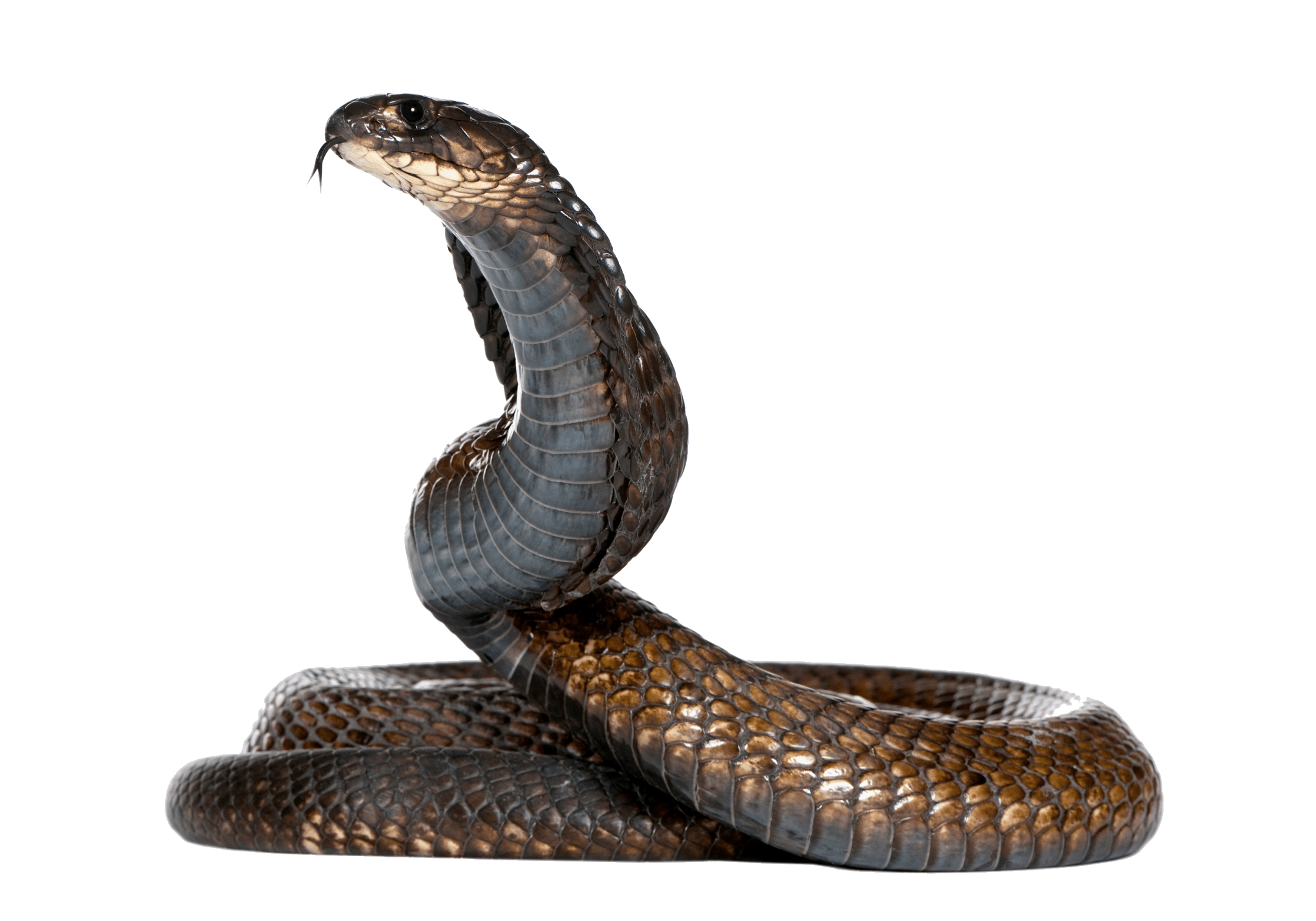 Cobra Snake Png Image Png Image - Snake, Transparent background PNG HD thumbnail