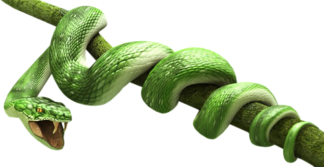 Green Snake Png Transparent Image - Snake, Transparent background PNG HD thumbnail