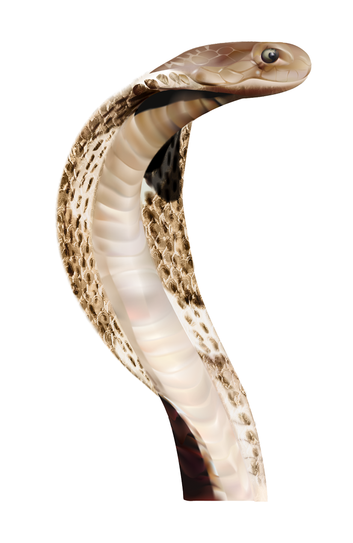 Snake Png - Snake, Transparent background PNG HD thumbnail