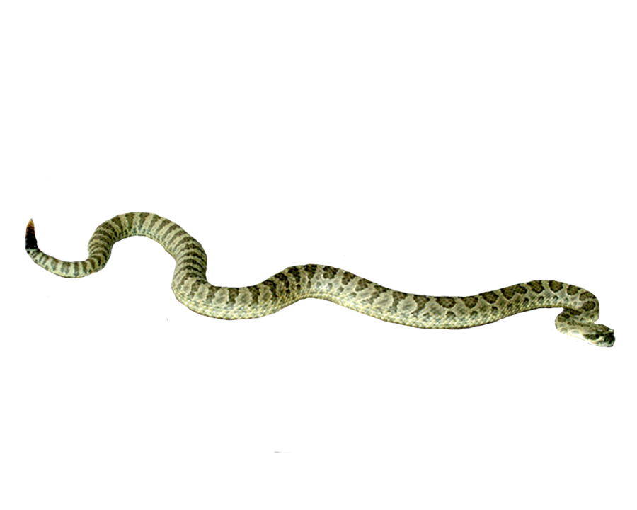 Snake Png Image #3630 - Snake, Transparent background PNG HD thumbnail