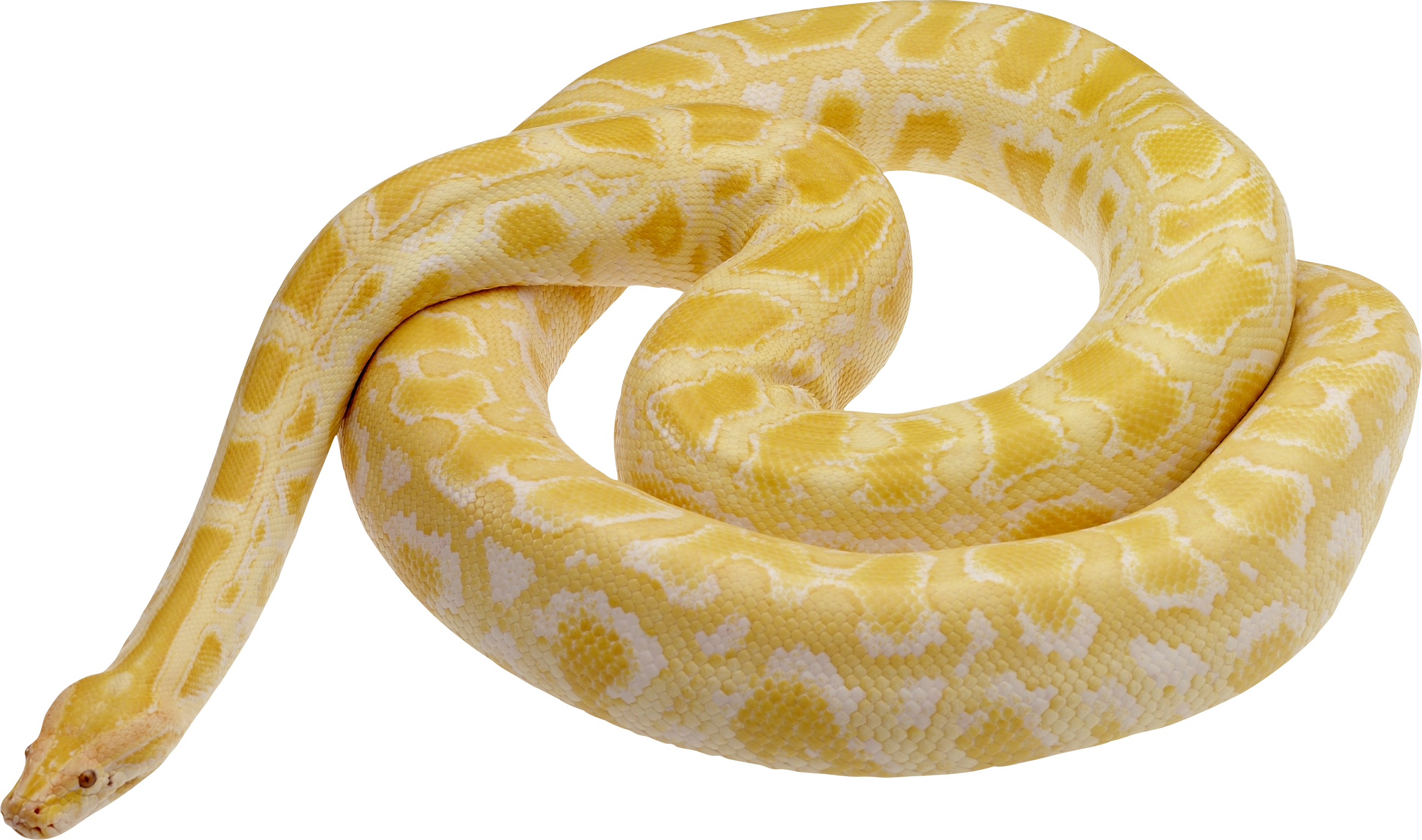 Snake Png Image Picture Download Free - Snake, Transparent background PNG HD thumbnail