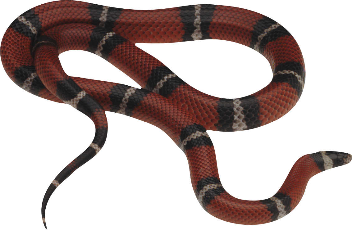 Cobra Snake PNG Free Download