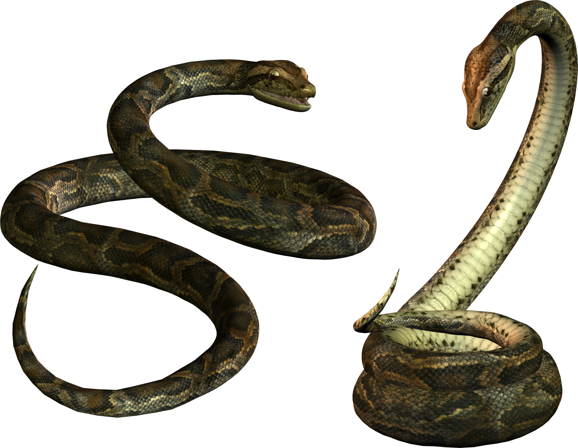 Green Snake Png image #3640