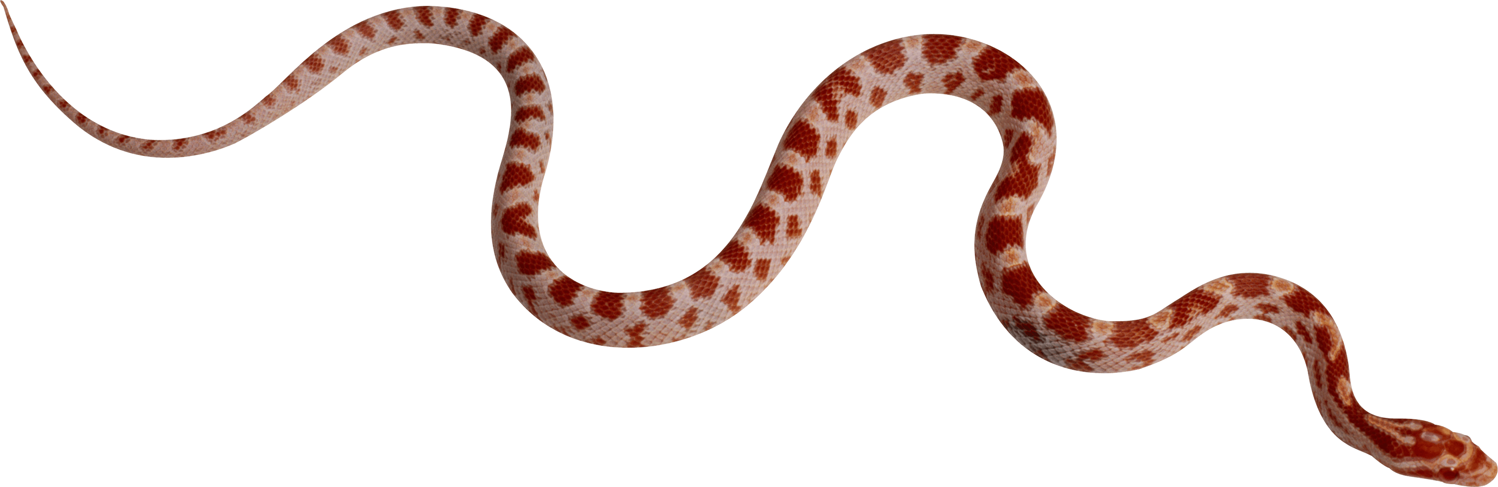 Snake Png Image Picture Download PNG Image, Snake PNG - Free PNG