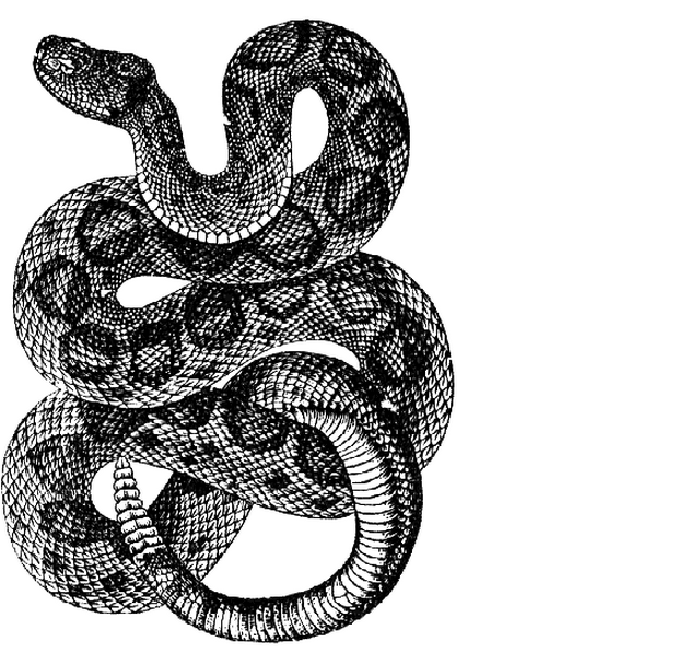 Snake Tattoo Art - Snake Tattoo, Transparent background PNG HD thumbnail