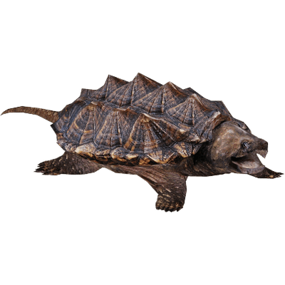Snapping Turtle Png Hdpng.com 400 - Snapping Turtle, Transparent background PNG HD thumbnail