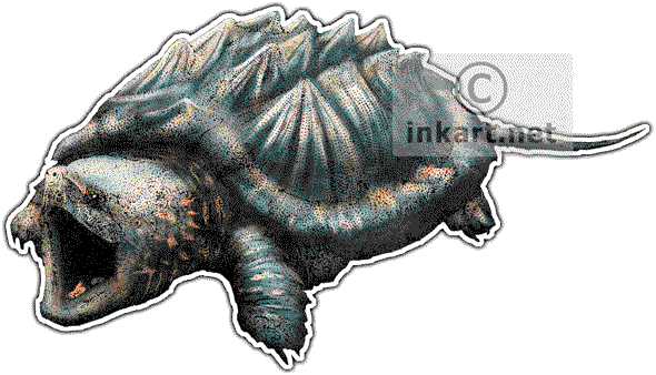 Alligator Snapping Turtle Art Decal - Snapping Turtle, Transparent background PNG HD thumbnail