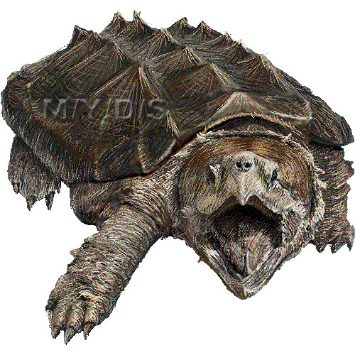 Alligator Snapping Turtle Clipart Picture / Large - Snapping Turtle, Transparent background PNG HD thumbnail