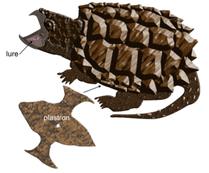 Alligator Snapping Turtle Macroclemys Temminckii · Macrochelys.png - Snapping Turtle, Transparent background PNG HD thumbnail