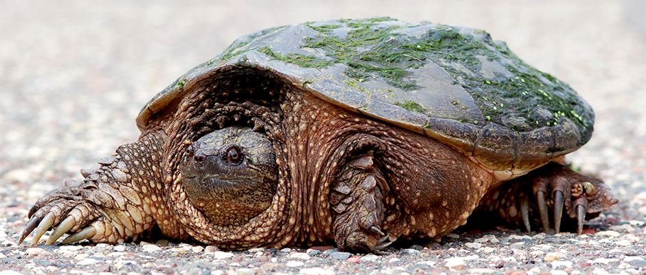 By Rachel Schadegg - Snapping Turtle, Transparent background PNG HD thumbnail
