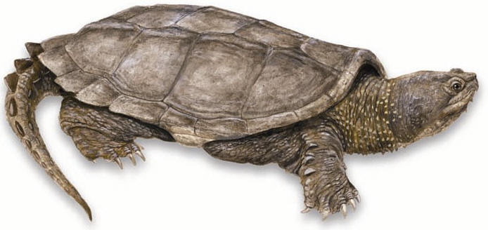 Common Snapping Turtle: - Snapping Turtle, Transparent background PNG HD thumbnail