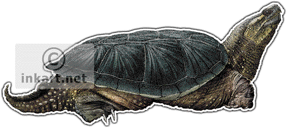 Common Snapping Turtle Art Decal - Snapping Turtle, Transparent background PNG HD thumbnail