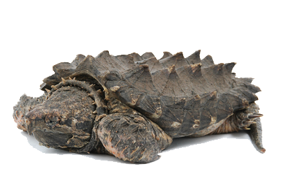 Download Snapping Turtle Png Images Transparent Gallery. Advertisement - Snapping Turtle, Transparent background PNG HD thumbnail