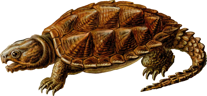Snapping Turtle Png - Download Snapping Turtle Png Images Transparent Gallery. Advertisement, Transparent background PNG HD thumbnail
