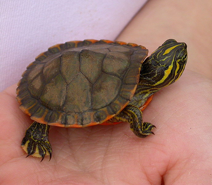 Filename: Alabama Red Bellied Turtle   Pseudemys Alabamensis Photo.jpg - Snapping Turtle, Transparent background PNG HD thumbnail