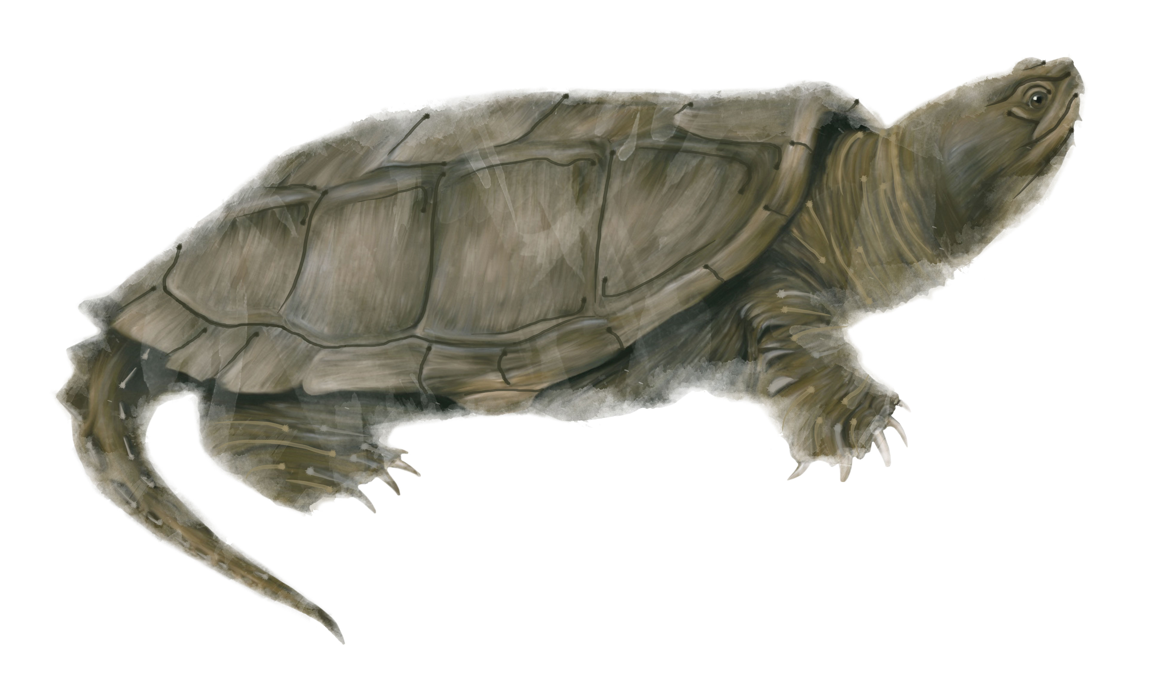 Largemouth Bass Illustration Snapping Turtle Illustration Hdpng.com  - Snapping Turtle, Transparent background PNG HD thumbnail
