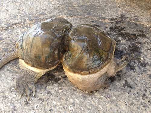 Mae West Today, In Los Angeles. (Photo Credit: 5 Gyres) - Snapping Turtle, Transparent background PNG HD thumbnail