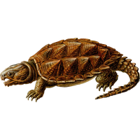 Snapping Turtle Free Download Png Png Image - Snapping Turtle, Transparent background PNG HD thumbnail