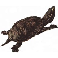 Snapping Turtle Png Picture Png Image - Snapping Turtle, Transparent background PNG HD thumbnail