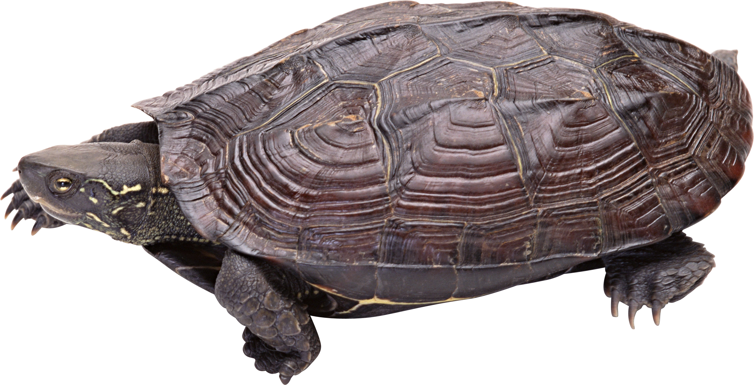 Turtle Png - Snapping Turtle, Transparent background PNG HD thumbnail