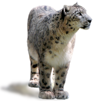 About Snow Leopard - Snow Leopard, Transparent background PNG HD thumbnail