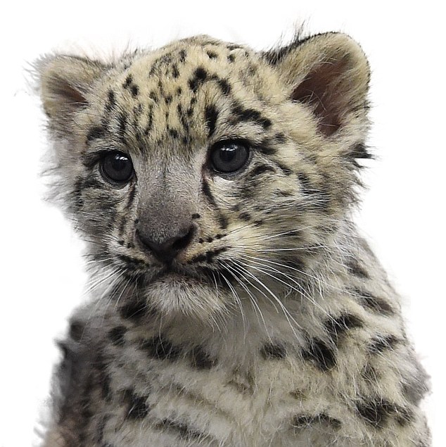 Asa Is Now The Sixth Snow Leopard To Be Born At The Rosamond Gifford Zoo, - Snow Leopard, Transparent background PNG HD thumbnail