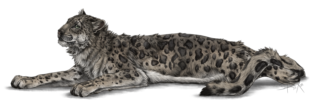 Flirtatious Snow Leopard By Riixon Hdpng.com  - Snow Leopard, Transparent background PNG HD thumbnail