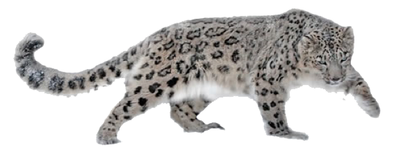 Leopard Png Hd - Snow Leopard, Transparent background PNG HD thumbnail
