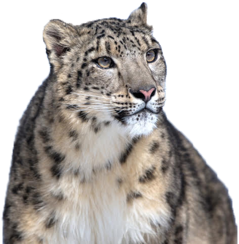 Leopard Snow Png 206X210   Leopard Png Transparent Free Images - Snow Leopard, Transparent background PNG HD thumbnail