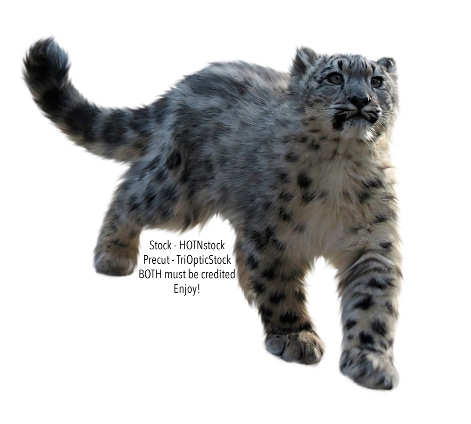 Precut Stock   Snow Leopard By Triopticstock Hdpng.com  - Snow Leopard, Transparent background PNG HD thumbnail