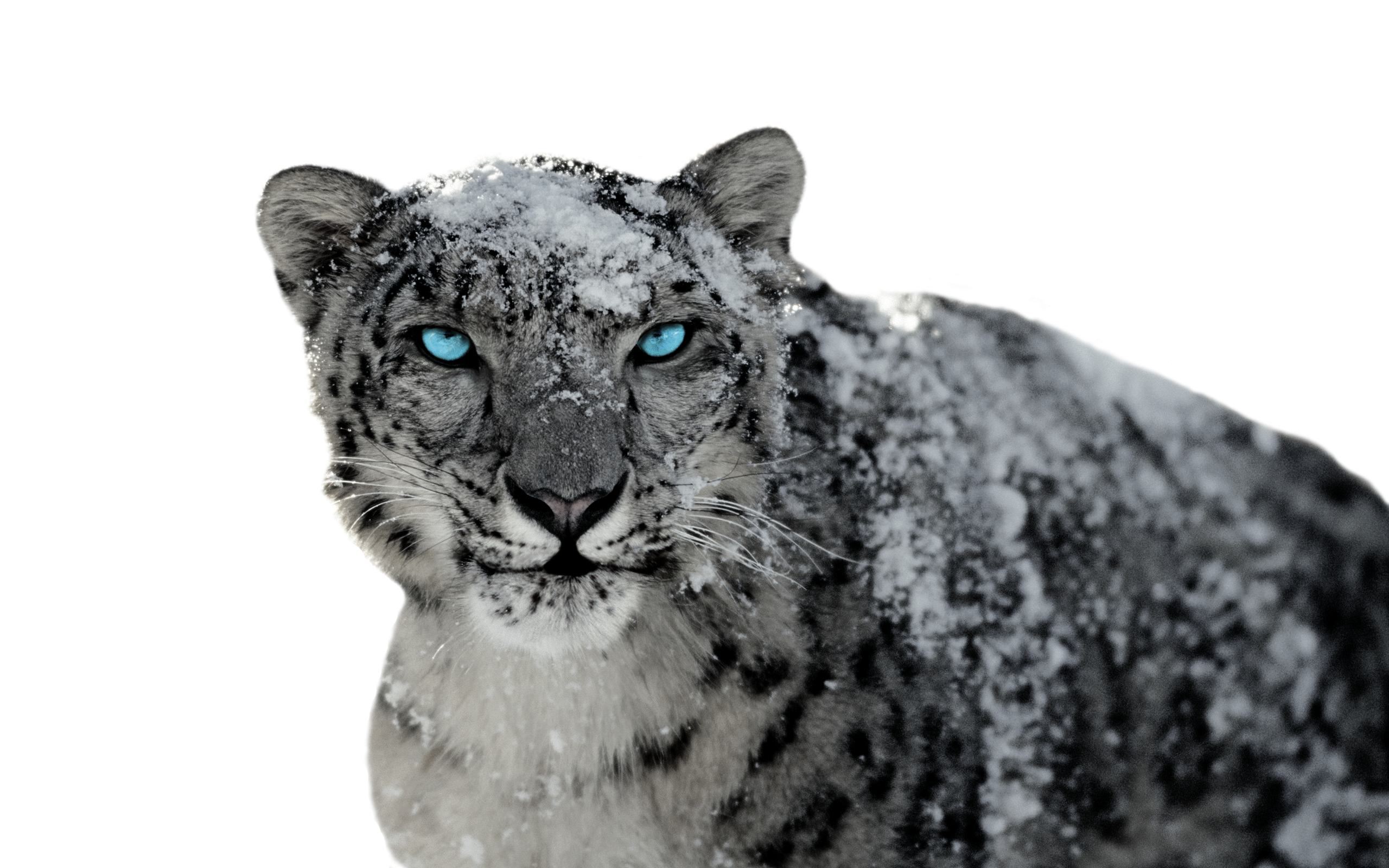 Snow Leopard 2 By Bumblebritches57 Snow Leopard 2 By Bumblebritches57 - Snow Leopard, Transparent background PNG HD thumbnail