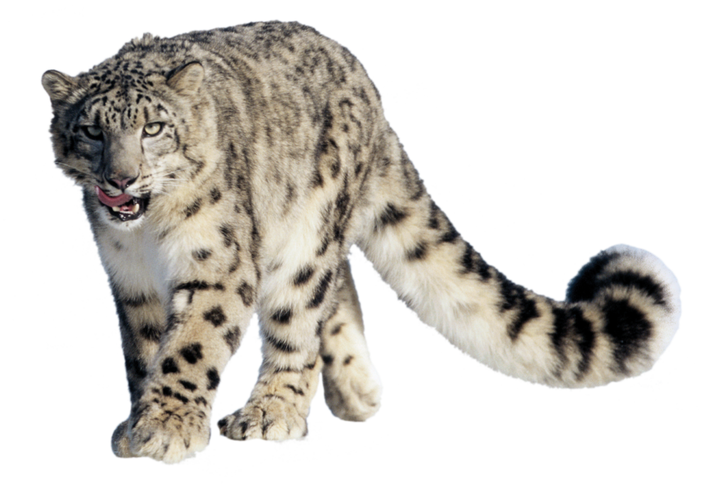 Snow Leopard Png By Laki10 D6V11Th.png - Snow Leopard, Transparent background PNG HD thumbnail