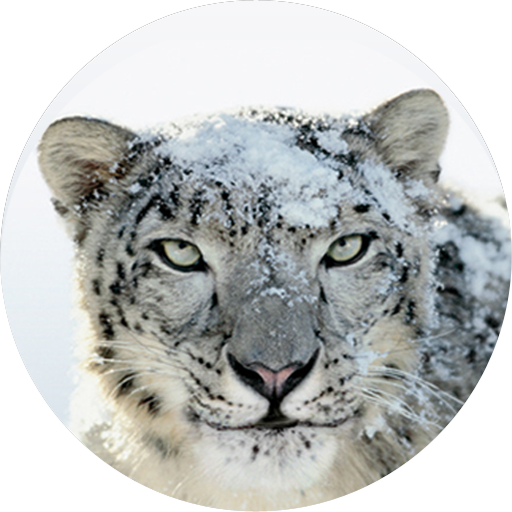Snow Leopard Support Is Dead, Or So It Seems; Time To Upgrade Or Lock Down (Update: Os X Lion, Mountain Lion, Too)   Jimmymac - Snow Leopard, Transparent background PNG HD thumbnail
