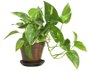 Choosing A Pot For Outdoors - Soil In A Pot, Transparent background PNG HD thumbnail
