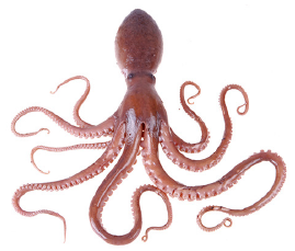 Some Octopuses, Fish And A Few Mermaids Are In A Rock Pool. Altogether There Are 38 Arms, 24 Eyes And 8 Tails In The Pool. - Octopus, Transparent background PNG HD thumbnail